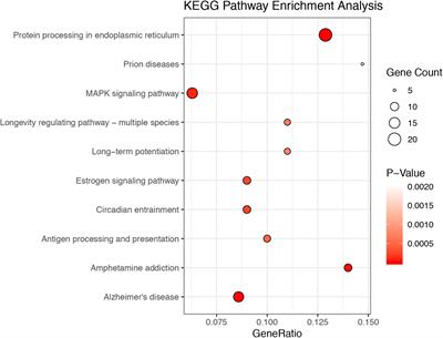 Deletion of the Capn1 Gene Results in Alterations in Signaling Pathways Related to Alzheimer’s Disease, Protein Quality Control and Synaptic Plasticity in Mouse Brain